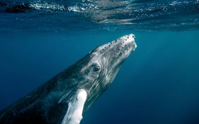 Boj o záchranu veľryby Wally v Santa Ponsa na Malorke